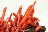 Bright Red-Orange Crocoite Crystal Cluster - Tasmania #206964-4